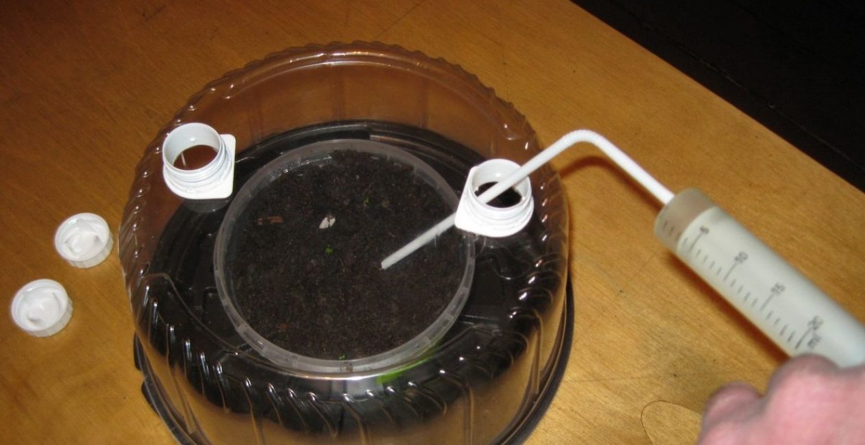 Mini hivernacle casolà a partir d'una tapa de pastís amb possibilitat de ventilació i reg