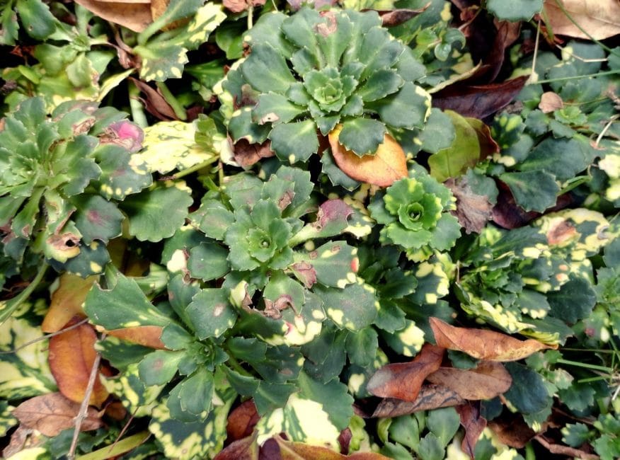 Planta que requereix atenció (saxífraga)