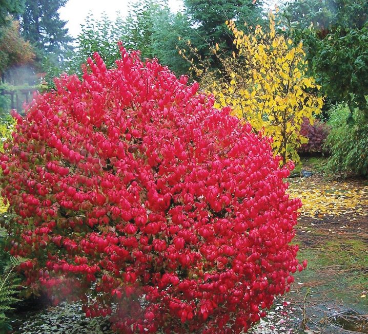 Φτερωτός ή Euonymus alatus