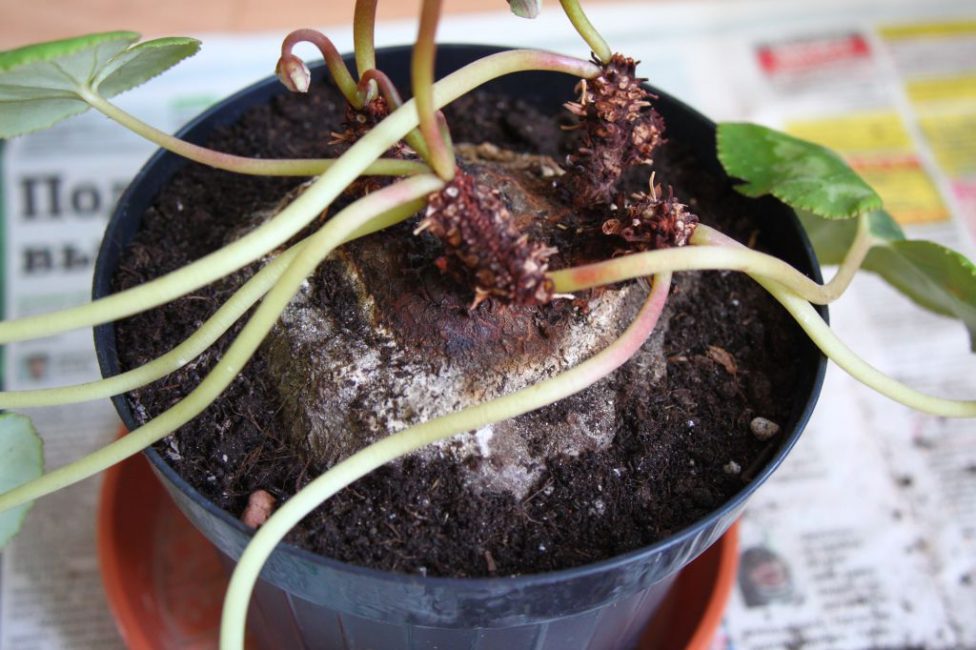 Ciclamen amb moltes flors