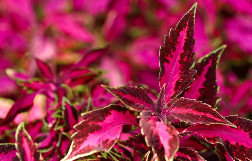 Ποικιλία Coleus Blume με επιμήκη φύλλα.