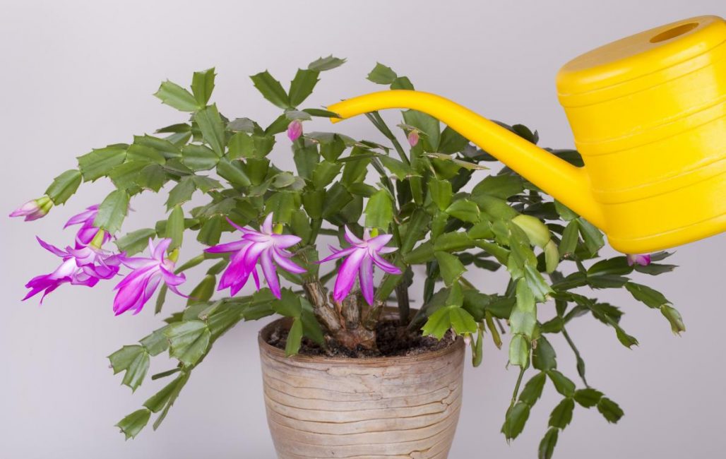 Schlumbergera és una planta epífita la floració de la qual contradiu tots els cànons de la natura. Característiques de fer créixer un Decembrist a casa (+ de 65 fotos i vídeos) + ressenyes