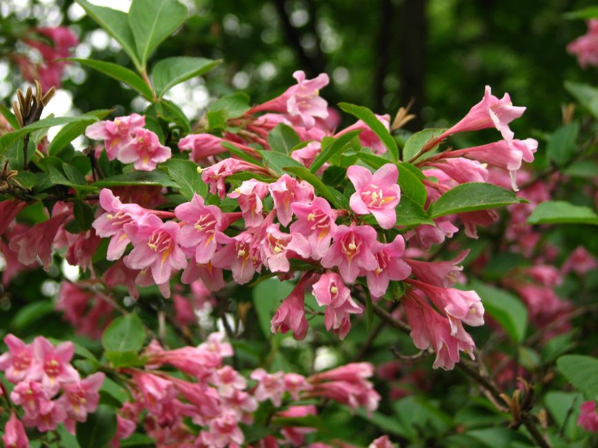 Weigela Florida (ανθίζει)