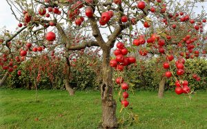 Cómo plantar un manzano y cuidarlo para que dé frutos durante muchos años: consejos y trucos (Foto y Video) + Reseñas