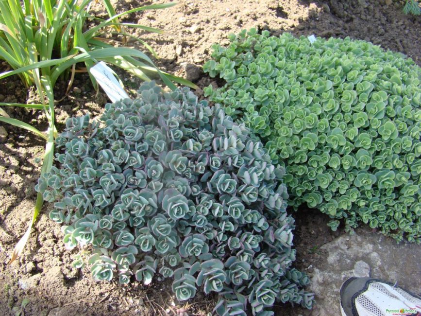 Los cultivos de piedra tienen hojas carnosas que acumulan agua en reserva.