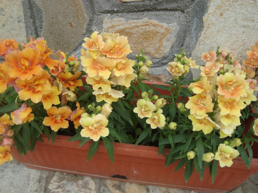 Antirrinum Terry