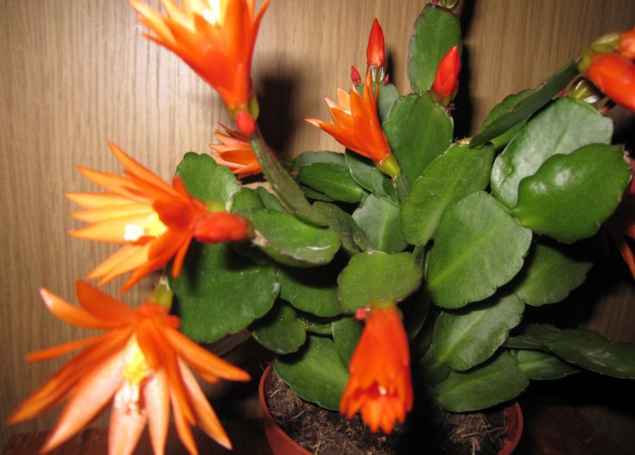 Schlumbergera floreix amb flors de color taronja completament inusuals amb estams brillants, que destaquen molt bé per sobre dels pètals oblongs.