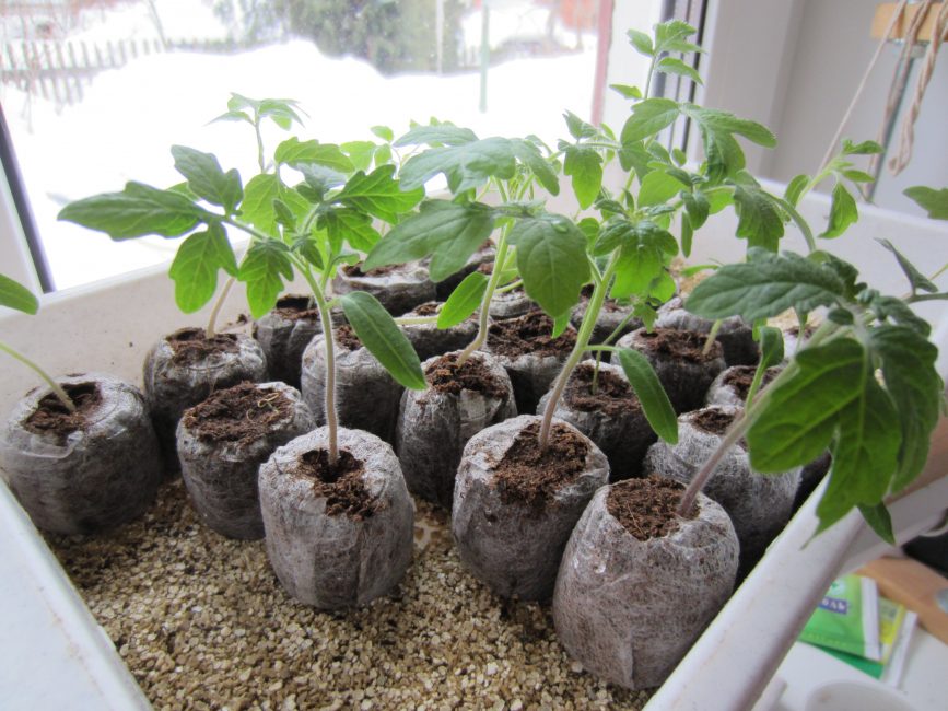 Plàntules adultes abans de plantar-les a terra