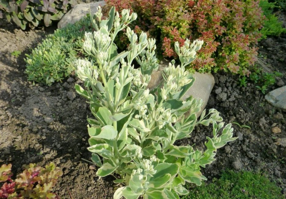 Stonecrop punteado rojo