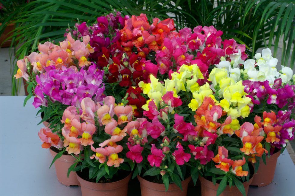Snapdragon