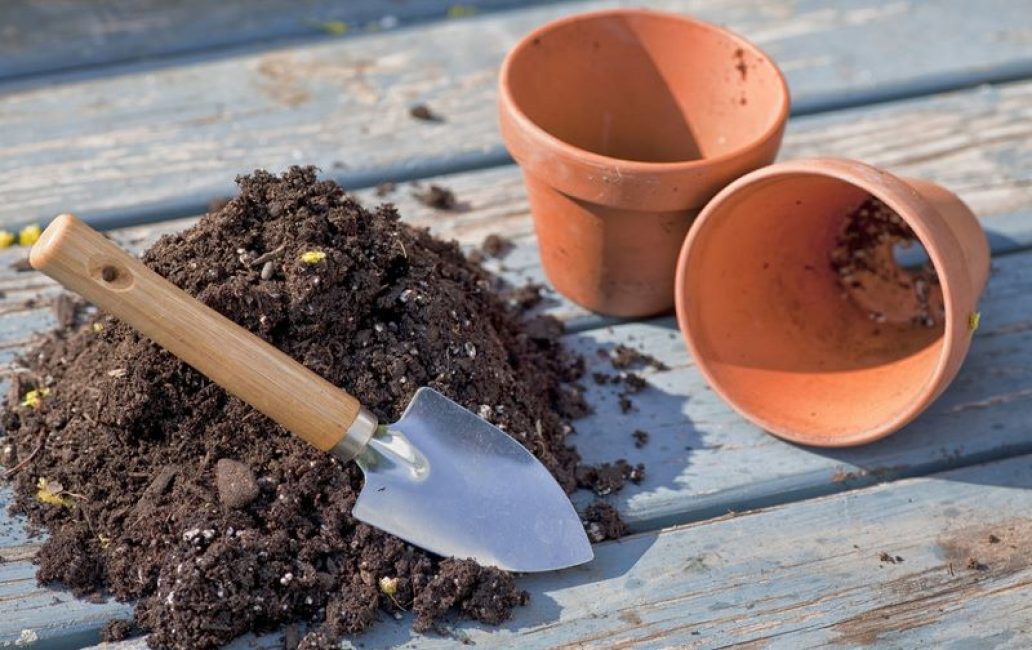 El suelo para la planta debe ser ligero y suelto.