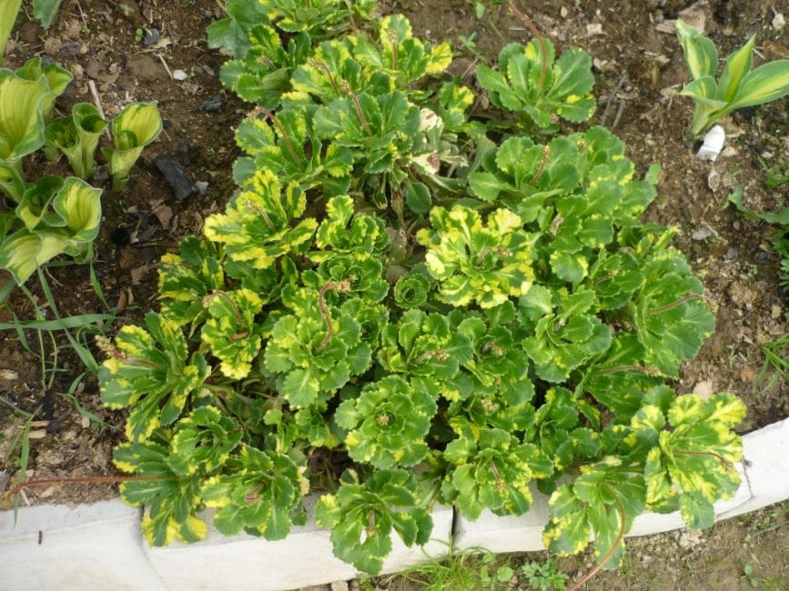 Saxífraga Shadow Variegata