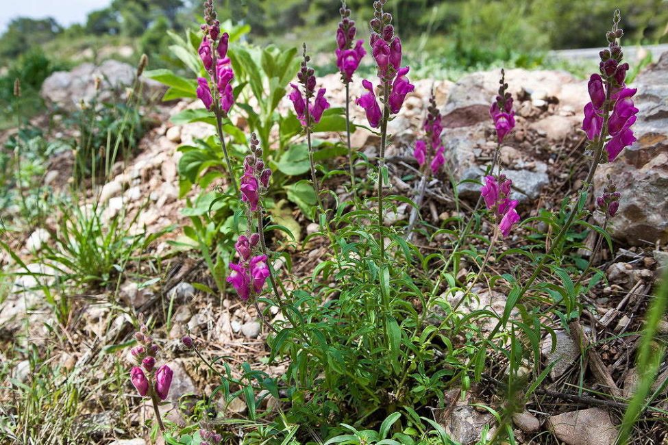 Kenttäsnapdragon