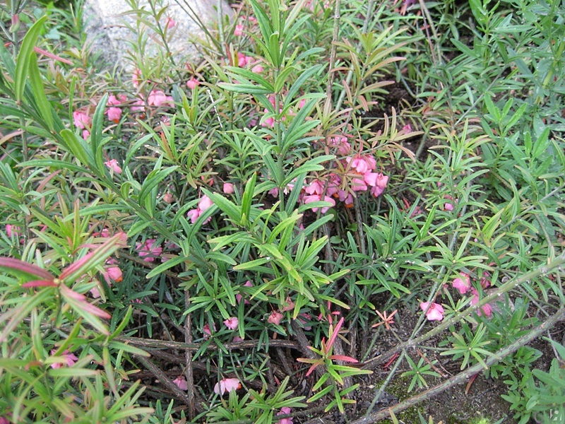 Νάνος ή Euonymus nanus