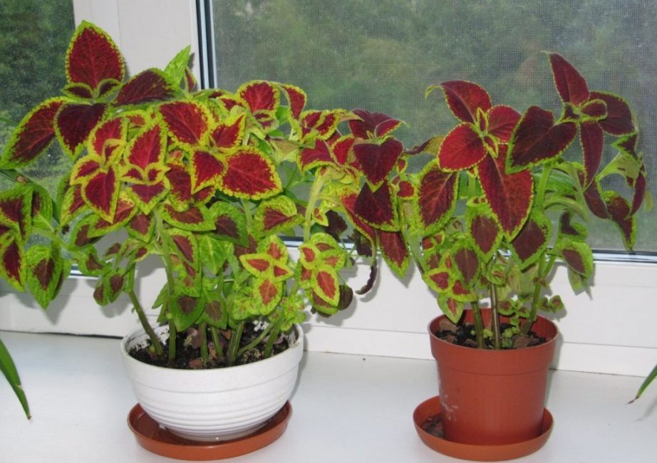 Γλάστρες Coleus με παλέτες