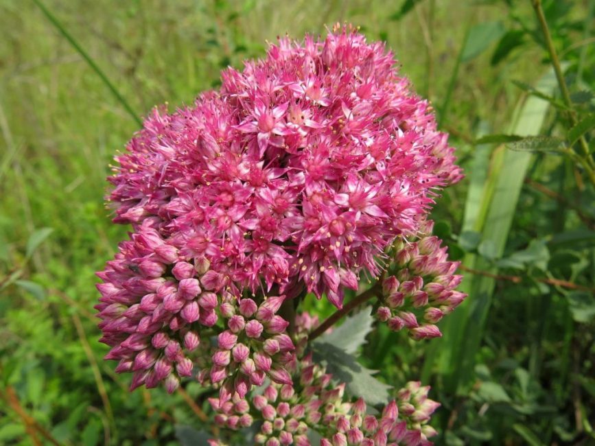 Púrpura de uva de gato