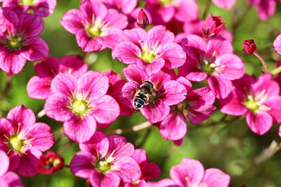Saxifraga Arendsa saxífraga