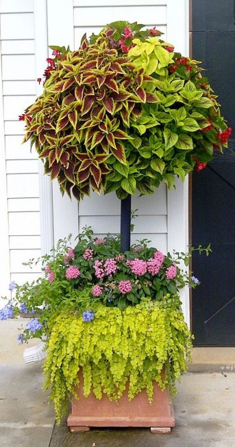 Coleus σε μορφή κορμού