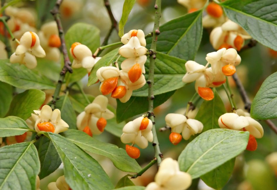 Euonymus European Albus