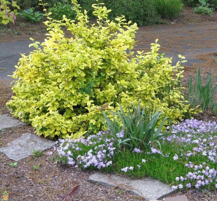 Το Euonymus αναφέρεται σε ανεπιτήδευτα φυτά.