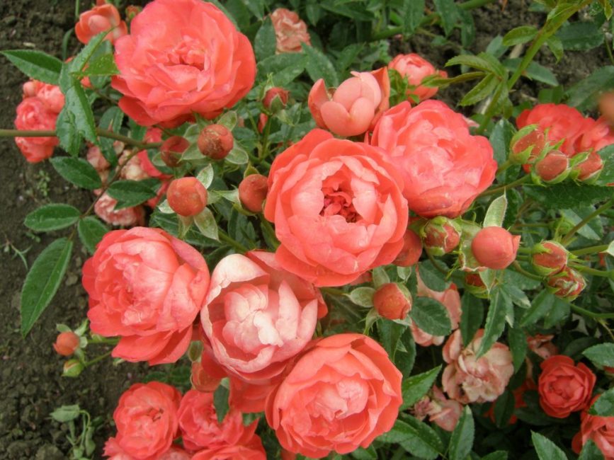 Ποικιλία Morsdag, Rose Polyanthus