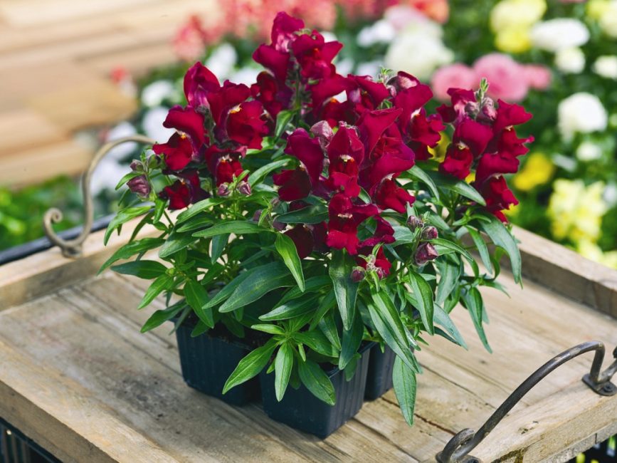 Snapdragonin pienoislajikkeet