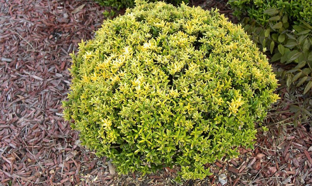 Ψευδόλαυρος (Euonymus japonica).