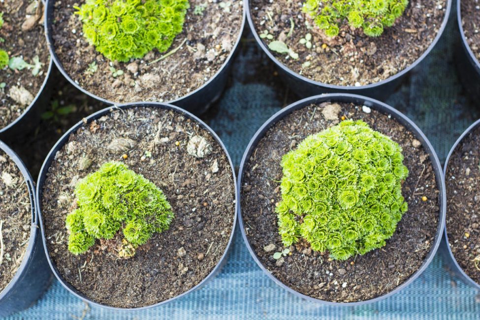 Plàntules joves d'una planta de pedrera