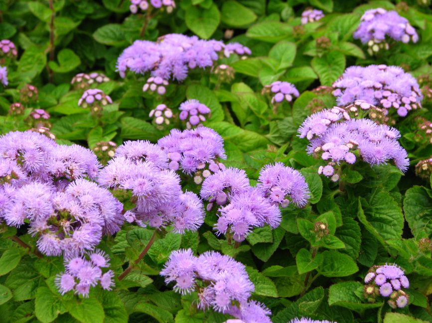 Ageratum Houston