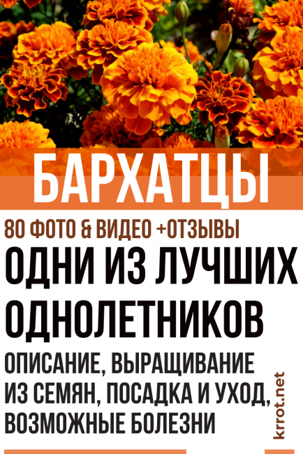καλλιέργεια κατιφέδων από σπόρους