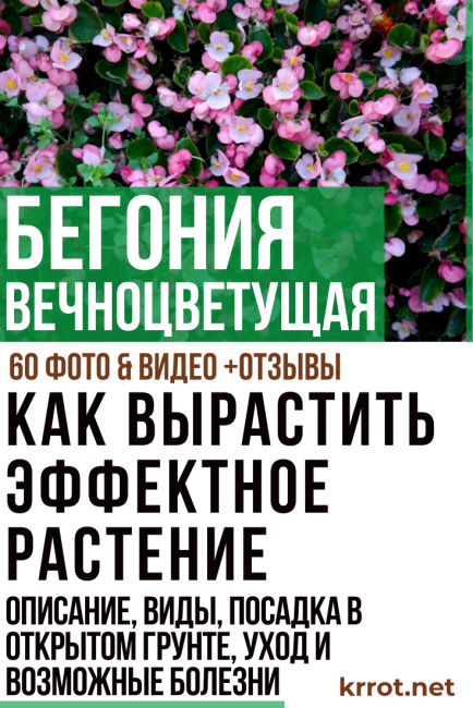 Αειθαλής μπιγκόνια