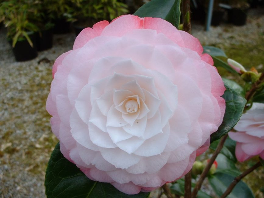 Dasair Camellia Japonica