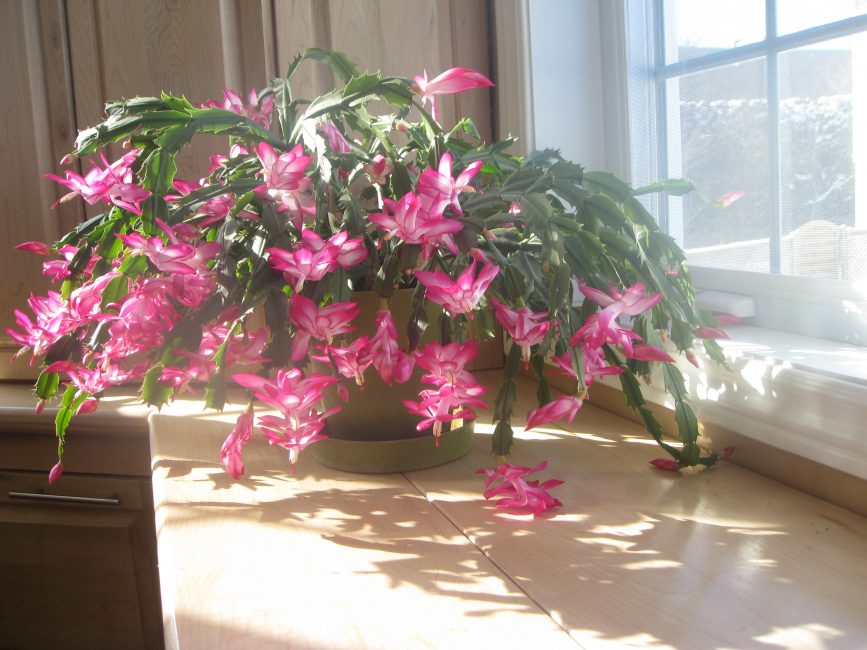 La floració exuberant depèn de la cura adequada durant els períodes del cicle de desenvolupament de Schlumbergera