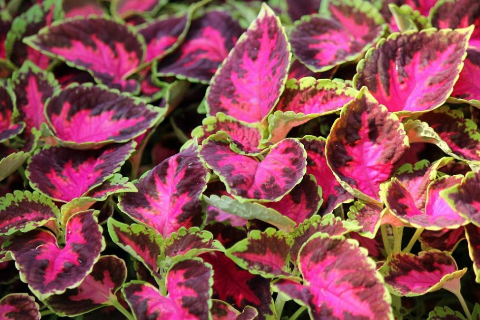 Coleus Wizard Rose