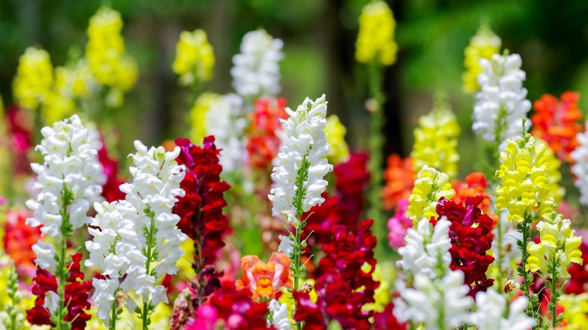 Snapdragonien sateenkaari