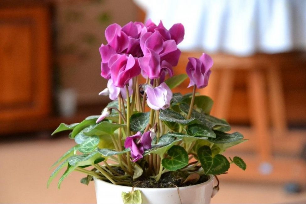 La planta es reprodueix tant per llavors com vegetativament.