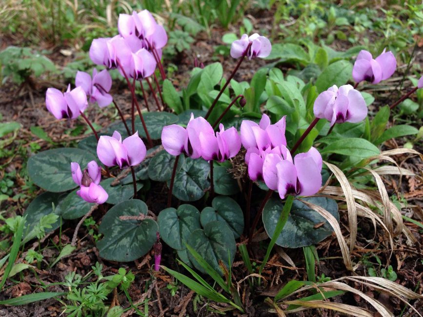Ciclamen - bulb violeta: descripció, cultiu a partir de llavors a casa, cura de les plantes, reproducció i trasplantament (+ de 75 fotos i vídeos) + ressenyes