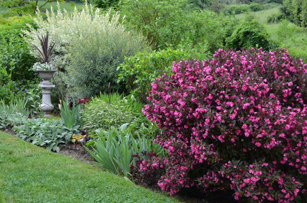 Θάμνος Weigela στον κήπο