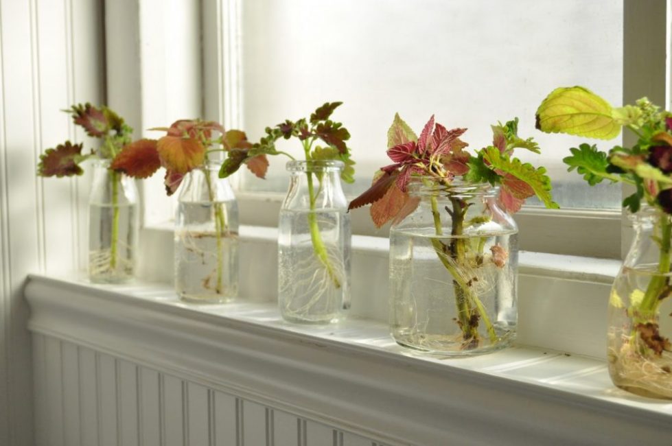 μοσχεύματα coleus