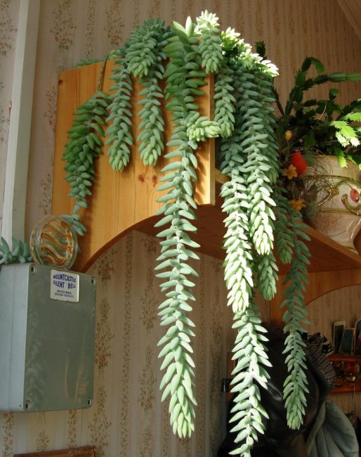 Suculentas colgantes
