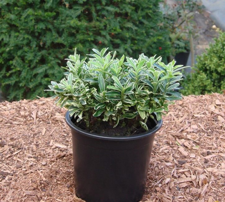 Euonymus Japanese Microphylla