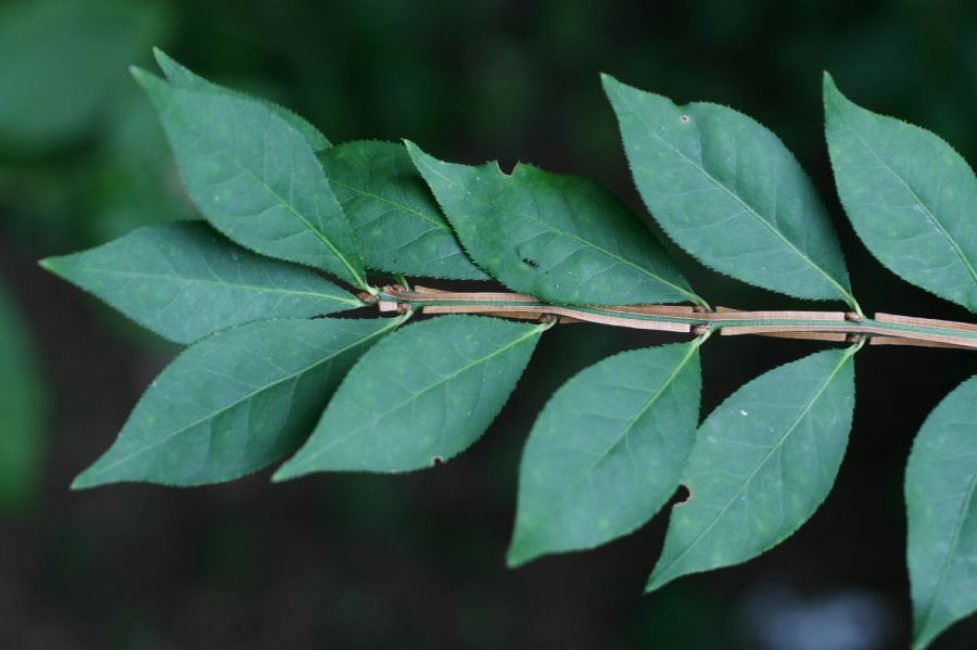Φύλλωμα Euonymus alatus