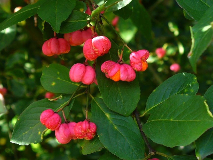 euonymus sideshow