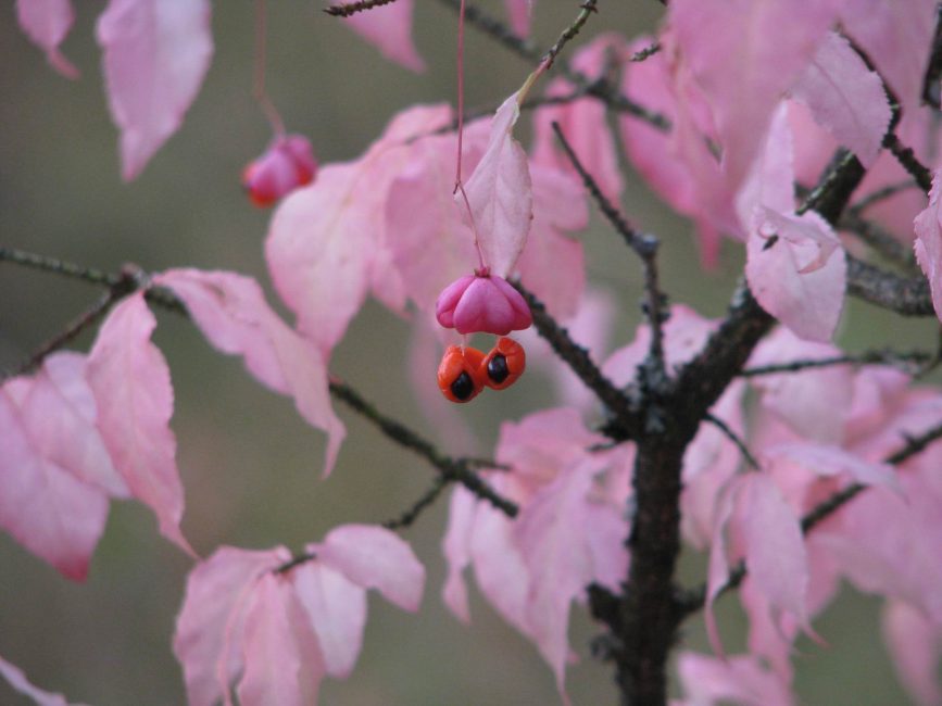 Euonymus verrucosus Μυριδωτός ή λιγοανθός