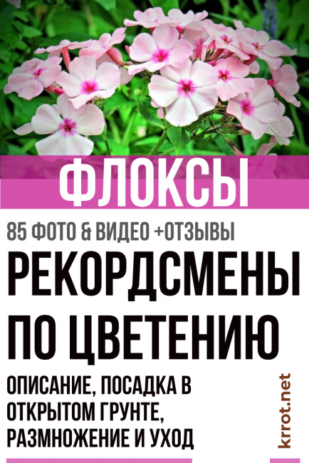 φύτευση και φροντίδα φλοξ