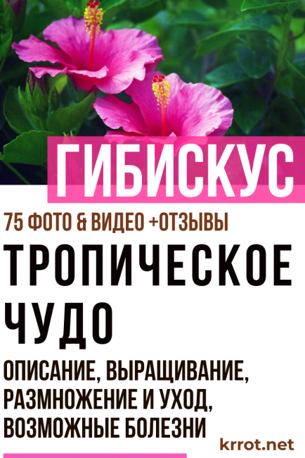 Hibisc (rosa xinesa)