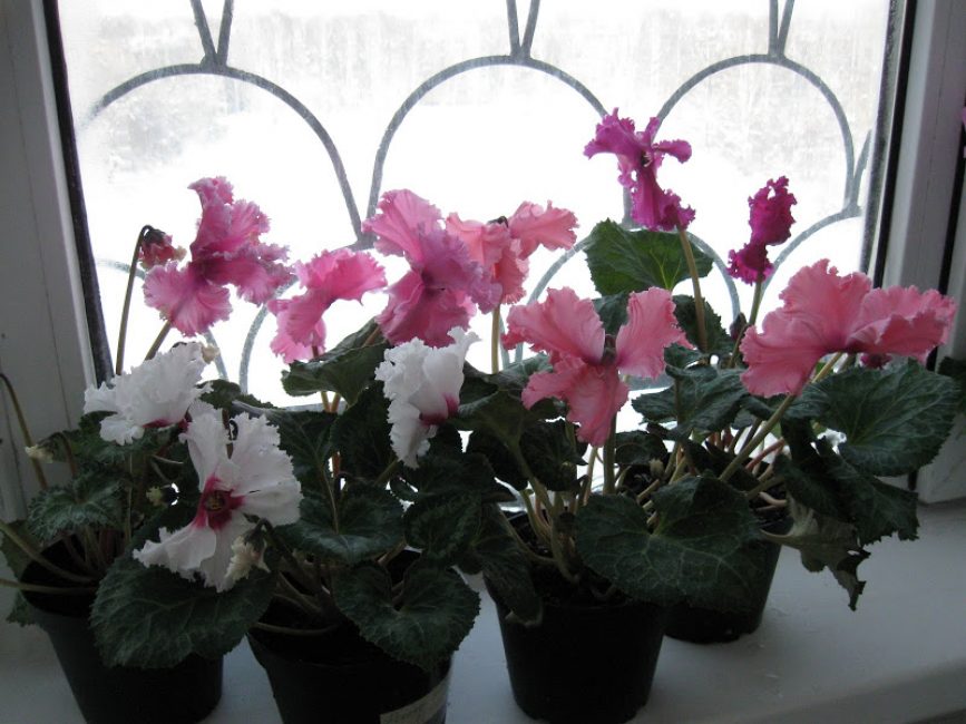 Rosa rococó persa de ciclamen