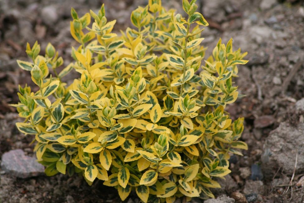 Το Fortune's Euonymus Emerald Gold