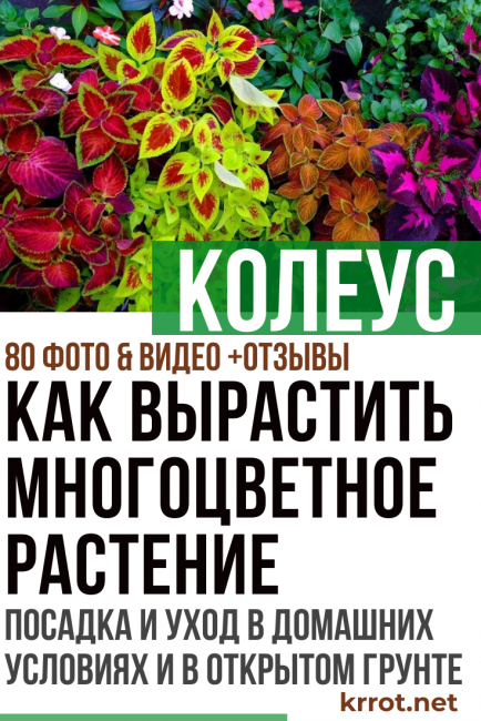 coleus στο σπίτι