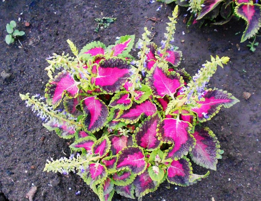 ανθίζοντας coleus στο ανοιχτό έδαφος